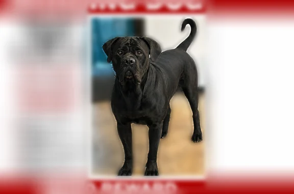 Missing dog Beaumont, photo: Lost dog, male, Bradford Drive, 200, Beaumont - solid black, approx. 100-120 lbs