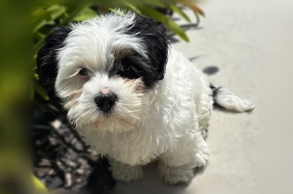 Lost and found pets Salinas, photo: Found dog, Rider Avenue, 1152, Salinas - black and white Shih Tzu