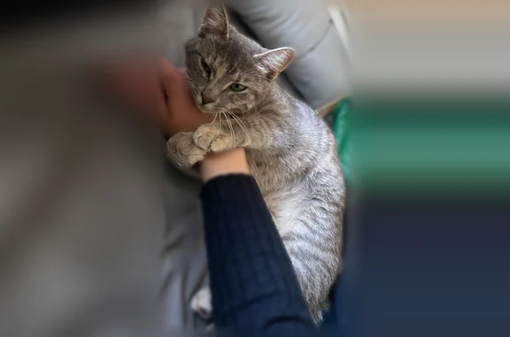 Animaux perdus Biarritz, photo: Chat perdu, Rue d'Espagne, Biarritz - femelle, gris tigré, yeux vert clair