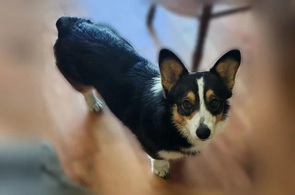 Lost dog, Hiland Avenue, 2201, Burley - very friendly, name Chewy - photo
