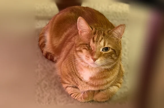 Lost pets North Muskegon, photo: Lost cat, Robin Road, 1212, Muskegon Charter Township, North Muskegon - orange, missing right eye