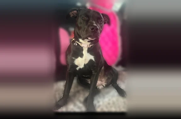Lost dog, Chester, Pennsylvania - female, black with white on chest - photo