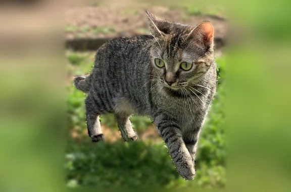 Lost pets Suffolk, photo: Lost cat, Springfield Terrace, Suffolk - female, petite tabby