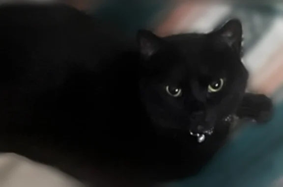 Lost cat, Paoli Pike, 2702, New Albany - female, full black, chubby house cat - photo