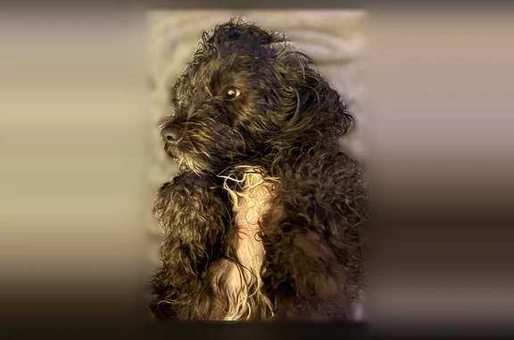 Lost dog, Brook Forest Drive, 434, South Toms River - male Shih Tzu, black with a white chest stripe - photo