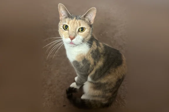 Lost cat, Burnley Lane, 416, Upper Darby, Drexel Hill - female, playful, petite - photo