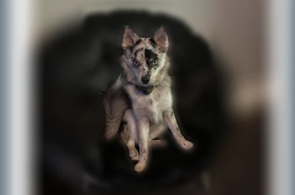 Lost dog, Carpenter Street, Milford - male - photo