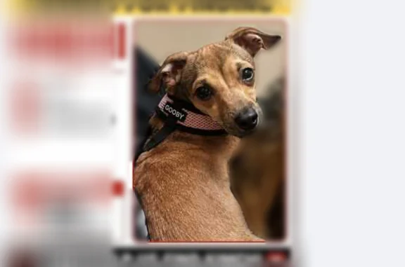 Lost dog, West Britton Road, 2950, Oklahoma City - male, very shy and very fast - photo