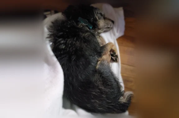 Lost pets Westland, photo: Lost dog, Westland, Michigan - male