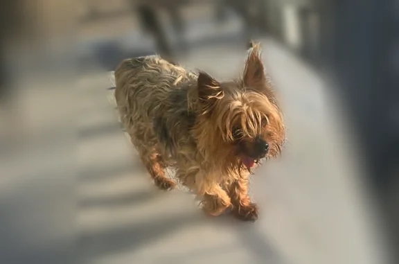 Lost dog, South Greenwood Avenue, 9023, Chicago - male - photo