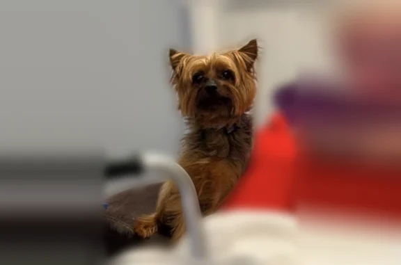 Lost and found pets Jefferson City, photo: Lost dog, Woodridge Drive, 212, Jefferson City - male yorkie wearing a blue collar