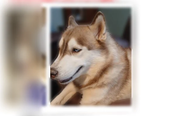 Lost dog, Pacolet, South Carolina - female - photo