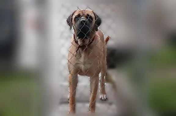 Found dog, East Blanchard Road...