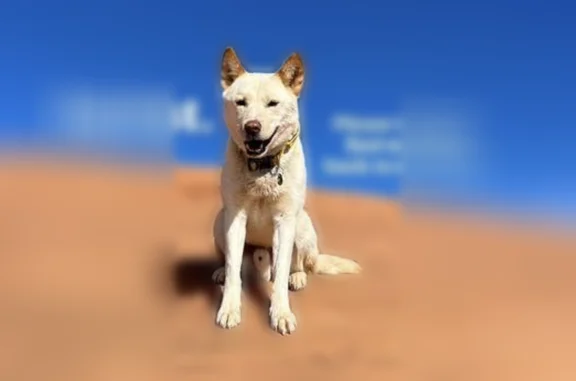 Lost dog, Sand Slide Road, Hanksville, Utah - male Korean Jindo - photo