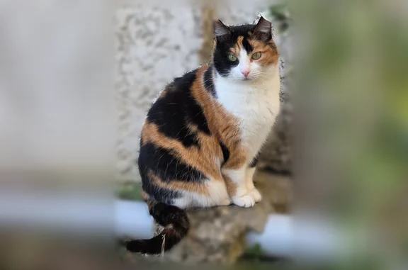 Animaux perdus Limours, photo: Perdu chat femelle, Rue de Paris, Limours - tricolore