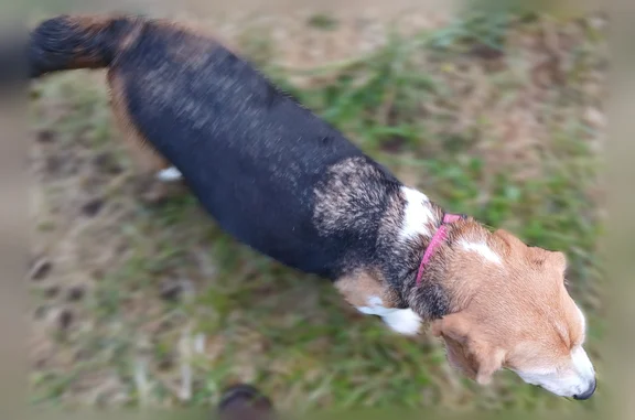 Animaux trouvés Preignac, photo: Trouvé chien femelle, Chemin de Jeanton, Preignac - petite