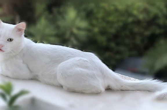 Chat perdu, homme, Juan-les-Pins, Antibes - blanc aux yeux jaunes - photo