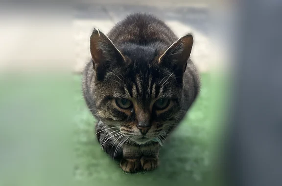 Animaux trouvés Goven, photo: Chat trouvé, Rue des Grands Landiers, 18, Goven - femelle, collier bleu et jaune