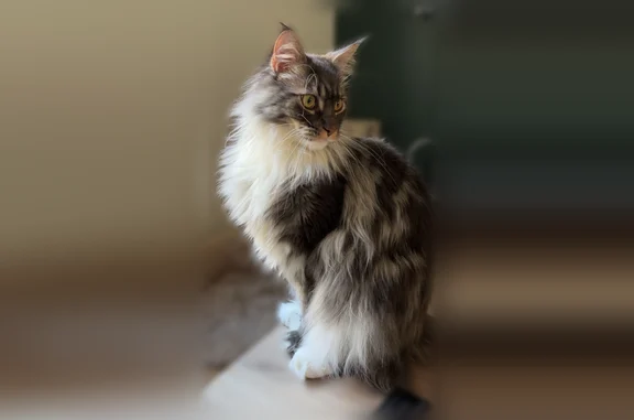 Chat perdu, Allonne, photo: Chat perdu, Rue de Beauvais, 44, Allonne - mâle main coon gris et blanc
