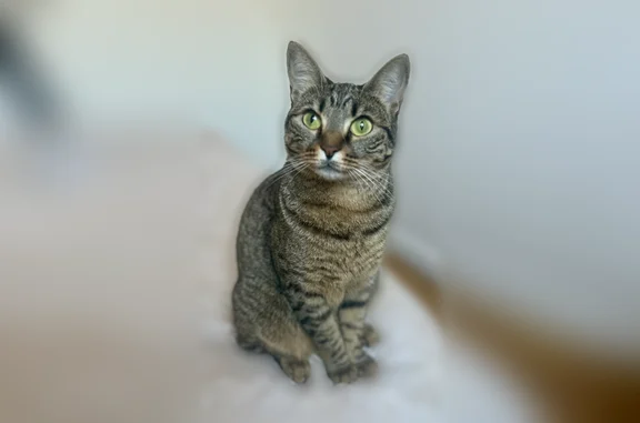 Chat perdu, Boulevard Jean Jaurès, 48, Clichy - femelle tigrée de petite taille - photo