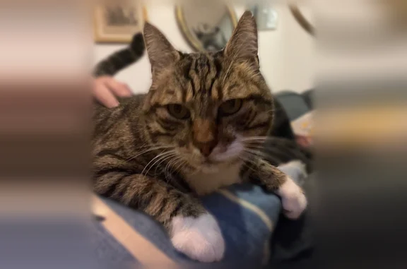 Chat perdu, homme, Divatte-sur-Loire, La Chapelle-Basse-Mer - tigré, très sociable - photo