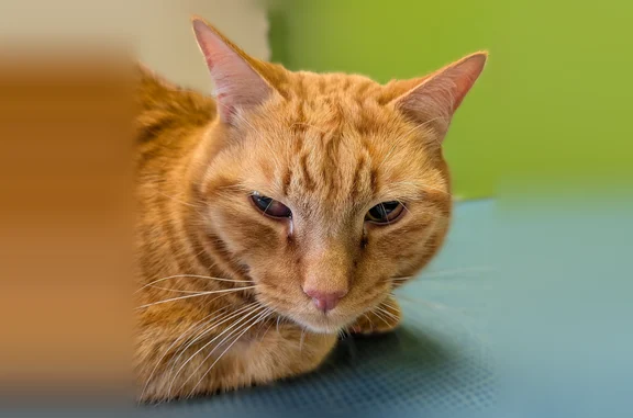 Animaux perdus Chalon-sur-Saône, photo: Chat perdu, Rue des Champs Roussots, 84, Chalon-sur-Saône - roux tigré, problème oculaire