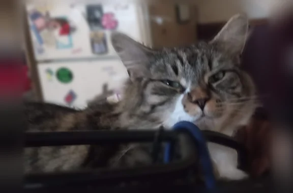 Lost cat, Scribner Boulevard, 239, Lewiston - photo