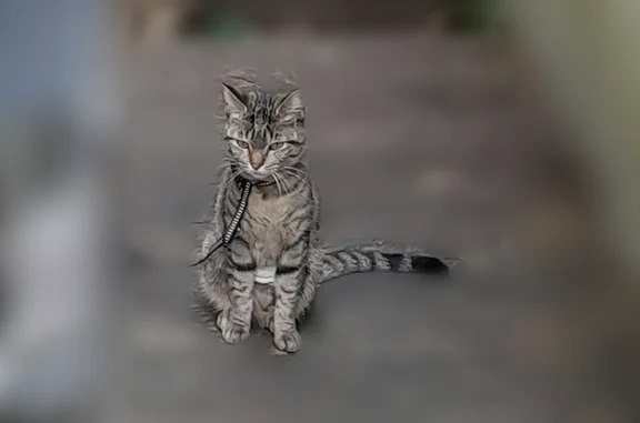 Animaux perdus Suresnes, photo: Perdu chat femelle, Rue Pasteur, 85, Suresnes - chatte de 9 mois
