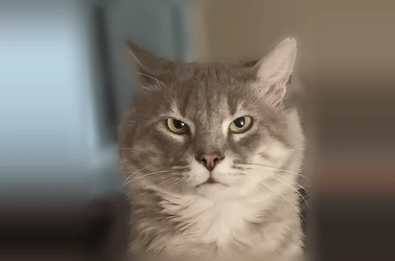 Lost cat, Arapaho Road, 6800, Dallas - male, chunky fluffy gray-white cat with scars on ears and face - photo