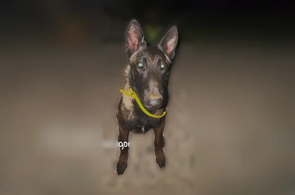 Animaux perdus Mondragon, photo: Chien perdu, femelle, Mondragon, Provence-Alpes-Côte d'Azur - malinois noire et feu, collier J fluorescent
