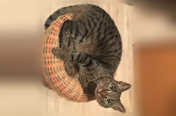 Chat perdu, Rue Baudelaire, 3, Villeurbanne - femelle tigrée très craintive - photo