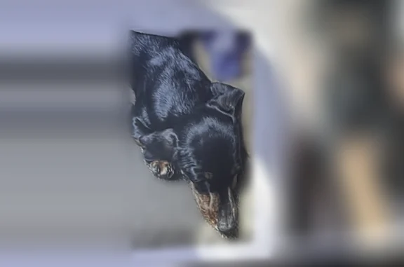 Lost dog, female, Scenic River Road, 39416, Thedford - black and tan brindle, purebred miniature dachshund - photo