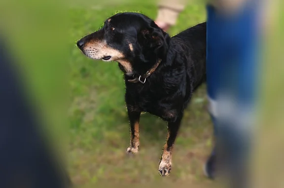 Chien trouvé Cajarc, photo: Trouvé chien femelle, Sénaillac-Lauzès, Cajarc - type Beauceron