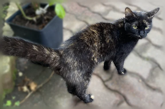 Animaux trouvés Rouen, photo: Chat trouvé, Rue Pillore, Rouen - très câline, propre