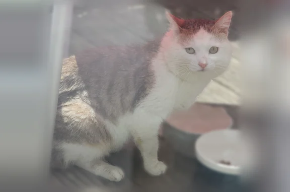 Animaux trouvés Toulouse, photo: Chat trouvé, Rue Bertran, 5, Toulouse, Toulouse — yeux verts, queue cassée