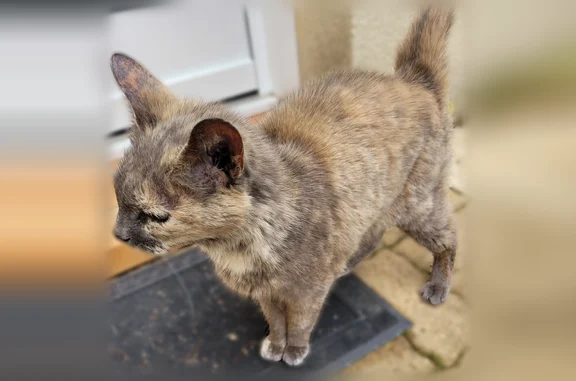 Animaux trouvés Angers, photo: Chat trouvé, Rue André Le Nôtre, Angers - femelle, petite, gris clair