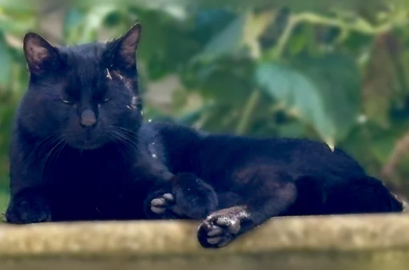 Animaux trouvés Chalon-sur-Saône, photo: Chat trouvé, Chalon-sur-Saône - chat noir qui rôde depuis une dizaine de jours