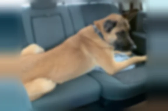 Lost dog, Tandy Court, 401, Ashland - male, large tan and black short-haired, pointy black ears - photo