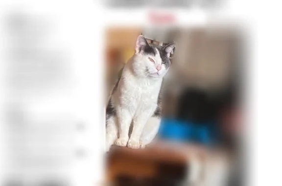 Lost cat, Daves Creek Road, 1649, Cumming - male, grey and white, injury behind left ear - photo