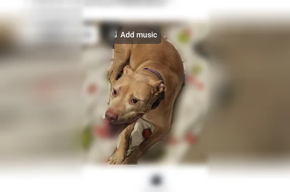 Found dog Detroit, photo: Found dog, Ash Street, 1717, Detroit - older female pitbull with a purple collar