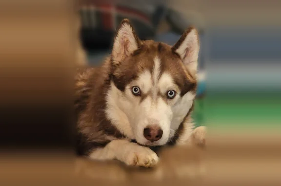 Lost pets Clarksville, photo: Lost dog, Ridgepole Drive, 2775, Clarksville - male, brown and white husky, very fluffy