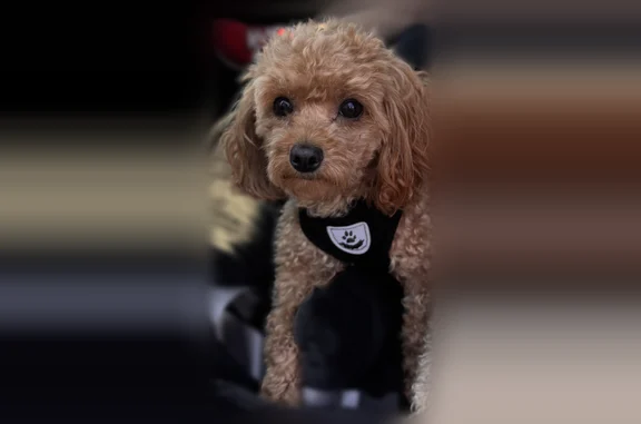 Lost dog, Lower Moreland Township, Pennsylvania, Bryn Athyn - female mini toy poodle Bella, scared and skittish - photo