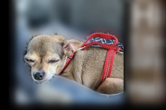 Lost dog, West 300 South, 258, Huntington - male, small, skittish - photo
