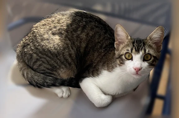Animaux perdus Millau, photo: Chat perdu, Rue Jules Libourel, Millau - mâle, 10 mois