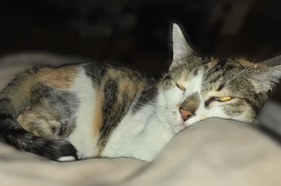 Lost pets Billings, photo: Lost cat, Twins Way, 5706, Billings - calico, shy