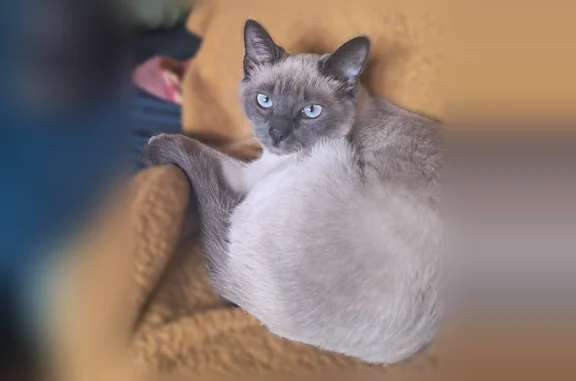 Animaux perdus Quimperlé, photo: Chat perdu, Rue de Kerampoix, 15, Quimperlé - femelle siamoise très craintive