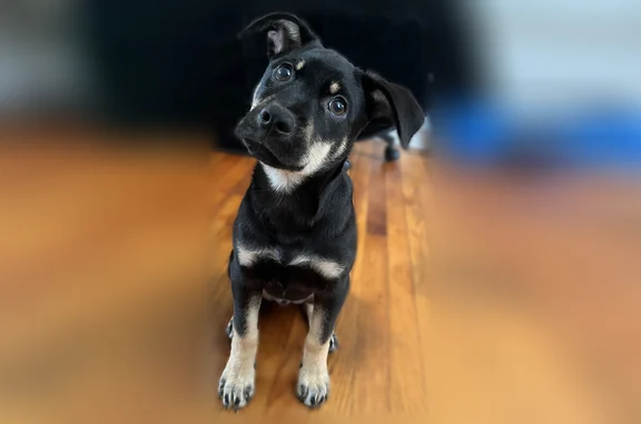 Lost dog, Hamp Simmons Road, 545, Emerald Mountain — male, black with rotty markings - photo