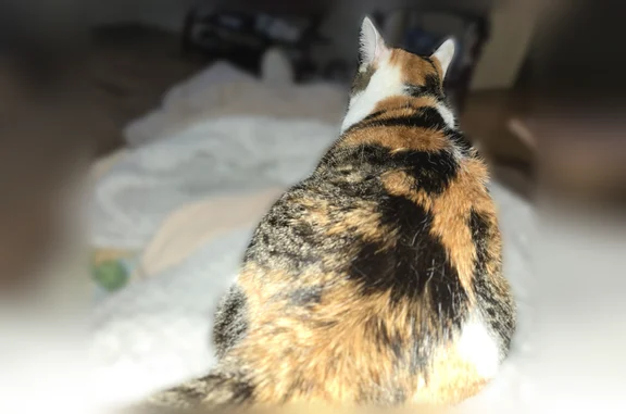 Lost pets Billings, photo: Lost cat, Twins Way, 5706, Billings - calico, skittish