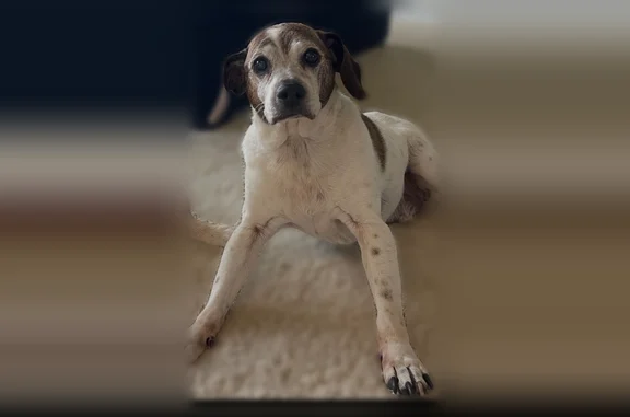 Lost dog, Parker Drive, Eden Prairie, Eden Prairie - male Beagle mix, 15 years old - photo