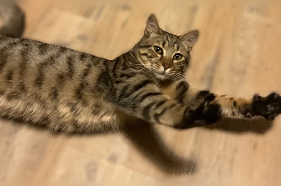 Animaux perdus Montpellier, photo: Chat perdu, Rue Buffon, Montpellier - tigré, a sauté du balcon
